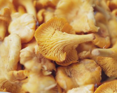 Chanterelle ailesinin mantar dokusuna yakın çekim. Projeleriniz için güzel parlak bir arkaplan.