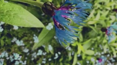 Kamera, güneşli bir yaz gününde dışarıda çimenlerin arasında büyüyen güzel mavi çiçeklere yakınlaşır. Dikey video.