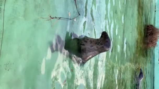 動物園のプールで泳ぐアザラシ 垂直ビデオ — ストック動画