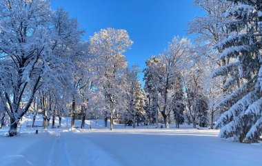 Ağaçların karla kaplı olduğu güzel kış manzarası. Yatay fotoğrafçılık.