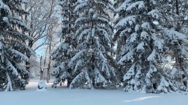 Gyönyörű Téli Táj Hóval Borított Fákkal Vízszintes Videó — Stock videók