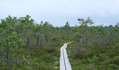 A wooden path in the National Park in Estonia among the forest and bog on a clear day.