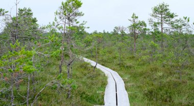 A wooden path in the National Park in Estonia among the forest and bog on a clear day.
