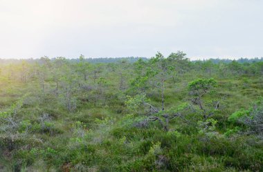 A wooden path in the National Park in Estonia among the forest and bog on a clear day.