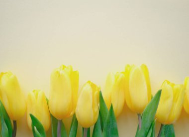 Flowers composition. Yellow tulip flowers on soft yellow background. Spring, summer concept. Flat lay, top view, copy space.