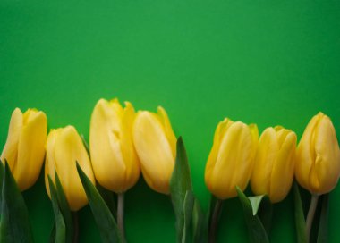Flowers composition. Yellow tulip flowers on green background. Spring, summer concept. Flat lay, top view, copy space.