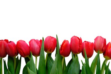 Flowers composition. Red tulip flowers isolated on white background. Spring, summer concept. Flat lay, top view, copy space.