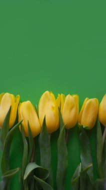 Flowers composition. Yellow tulip flowers on green background. Spring, summer concept. Flat lay, top view, copy space.