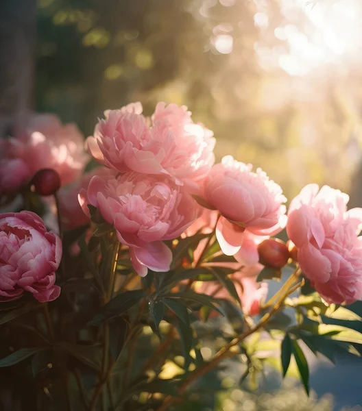 Närbild Buske Med Rosa Pion Blommor Med Solljus Utomhus Fotografering — Stockfoto
