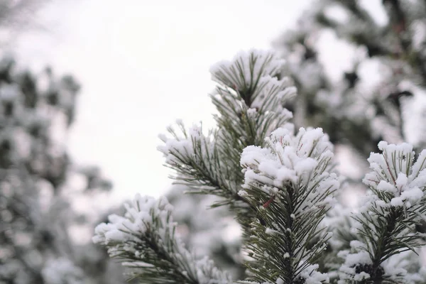 Прекрасний Зимовий Пейзаж Деревами Вкритими Снігом Горизонтальна Фотографія — стокове фото