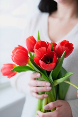 International Womens Day.Close-up of a woman in a white sweater with a bouquet of red tulips. Vertical photography.