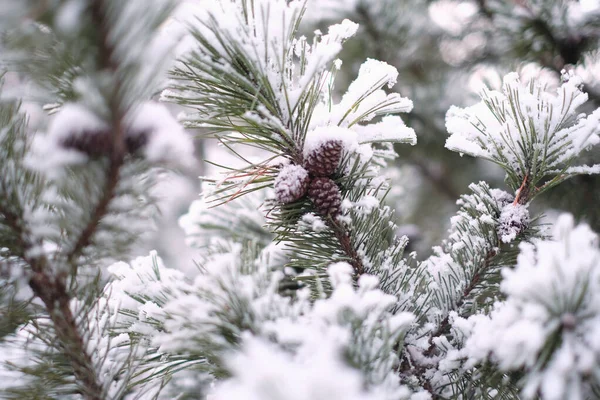 Прекрасний Зимовий Пейзаж Деревами Вкритими Снігом Горизонтальна Фотографія — стокове фото