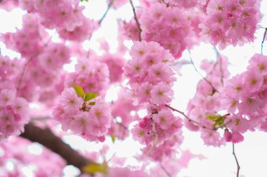 Güneşli bir günde bir sakura ağacının dalına yakın çekim.