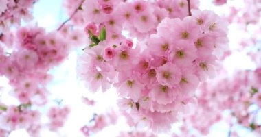 Güneşli bir günde bir sakura ağacının dalına yakın çekim.