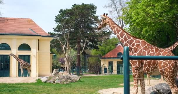 Видео Жирафа Зоопарке Вены Ясный День — стоковое видео