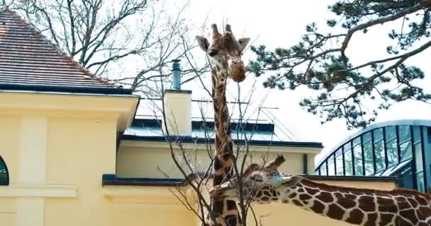Video Giraffe Zoo Vienna Clear Day — Stock Video