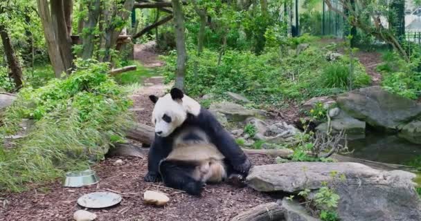 晴朗的一天 一只大熊猫在绿树成荫的背景下在动物园里散步 — 图库视频影像
