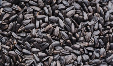 Ayçiçeği tohumlarının arkaplanı, yakın plan.