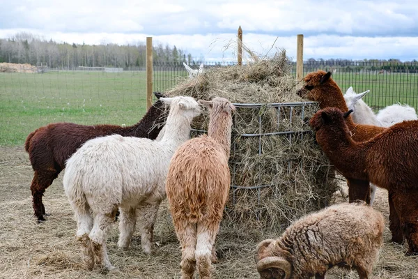 Closeup Alpacas Farm Clear Sunny Day — Stock Photo, Image