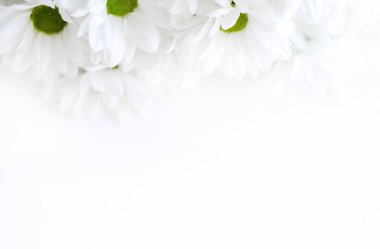 Çiçek kompozisyonu. Beyaz arka planda beyaz çiçekli kasımpatı çerçevesi. Sevgililer günü, anneler günü ve kadınlar günü konsepti. Düz yatış, üst görünüm.