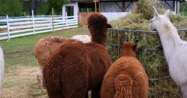 Closeup Alpacas Farm Clear Sunny Day — Stock Video