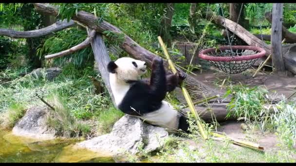 Гігантська Панда Гуляє Території Зоопарку Тлі Зелені Ясний День Відео — стокове відео