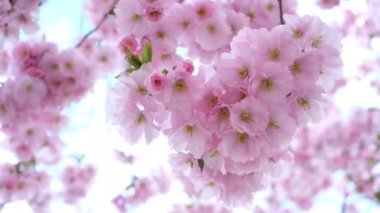 Güneşli bir günde bir sakura ağacının dalına yakın çekim. 8K video.