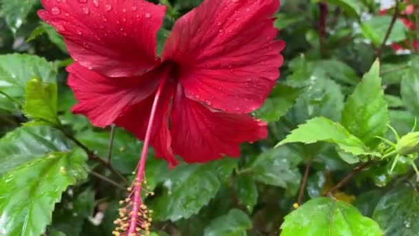Zbliżenie Czerwonego Kwiatu Hibiskusa Kroplami Płatkach Deszczu — Wideo stockowe