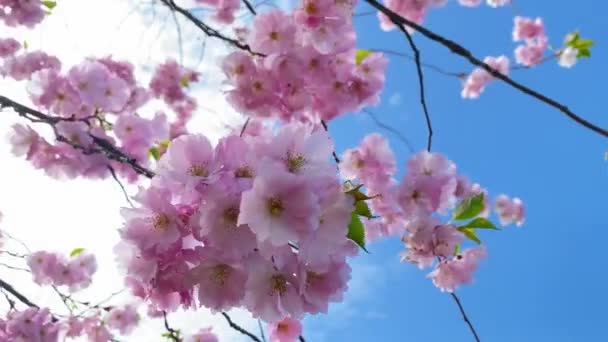 Güneşli Bir Günde Bir Sakura Ağacının Dalına Yakın Çekim Video — Stok video