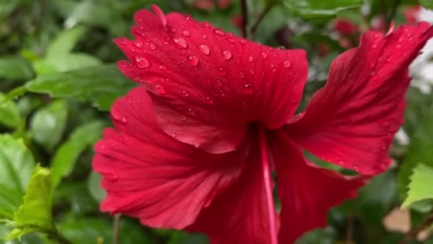 雨の後の花びらに滴る赤いハイビスカスの花のクローズアップ — ストック動画