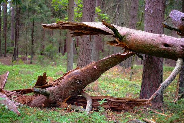 晴れた日の晴れた森で倒れて壊れた木のクローズアップ — ストック写真