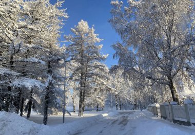 Ağaçların üzerinde bol kar ve güneşli bir günde toprağın olduğu kış manzarası..