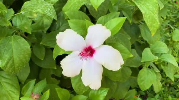 雨の後 花びらに滴る白いハイビスカスの花のクローズアップ ビデオ — ストック動画