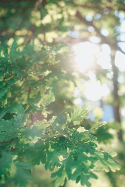 Çok güzel doğal bir arka plan. Güneş ışınlarının arka planına yakın ağaç dalları. Parlak yeşil arkaplan.