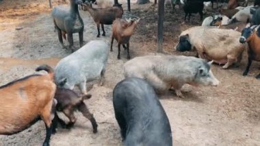 Bir sürü keçi ve domuzun özgürce dolaştığı bir çiftlik.