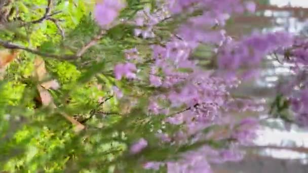 Bosque Brezo Rosa Claro Día Soleado Primer Plano — Vídeo de stock