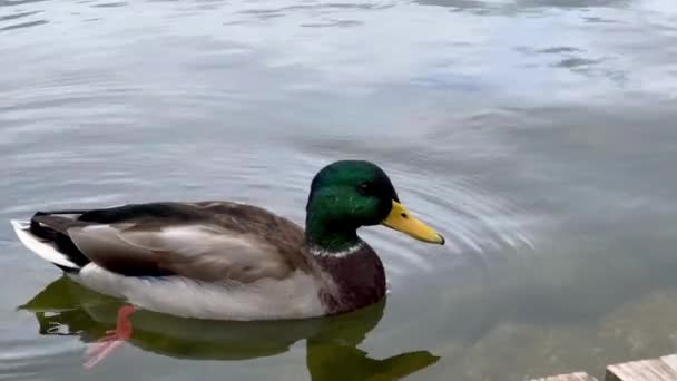 Eine Schöne Ente Aus Nächster Nähe Schwimmt Auf Dem See — Stockvideo