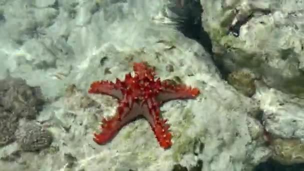Czerwona Rozgwiazda Leży Dnie Oceanu Jest Myta Przez Wodę — Wideo stockowe