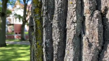 Güneşli bir günde bir ağacın arkasından güzel bir turuncu-beyaz bina belirir..
