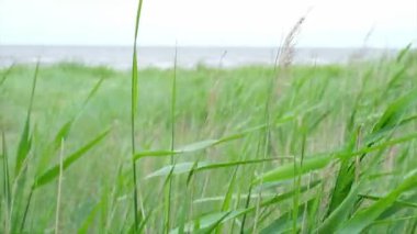 Rüzgarla savrulan bir tarladaki çimenlerin yakınına, denizin arka planına doğru..