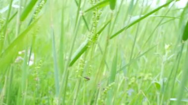 Rüzgarla savrulan bir tarladaki çimenlerin yakınına, denizin arka planına doğru..
