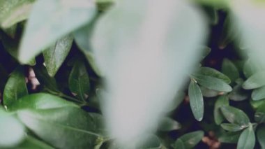 Boxwood Bush yapraklarının yakın çekimi. Yüksek kalite 4k görüntü