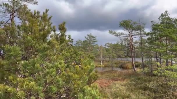 Estonya Daki Soomaa Ulusal Parkı Hava Rüzgarlı Bulutlu Yüksek Kalite — Stok video
