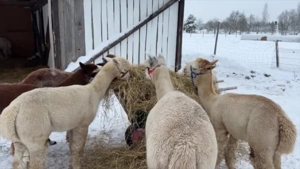 Egy Alpaka Közelsége Egy Farmon Egy Tiszta Napsütéses Napon Kiváló — Stock videók