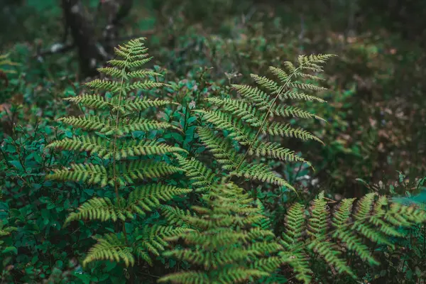 Close-up of a lush green fern frond in a damp forest, with soft light filtering through the leaves above.