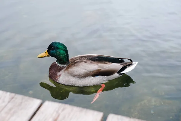 A mallard duck with vibrant green and brown feathers paddles gracefully across a calm lake.