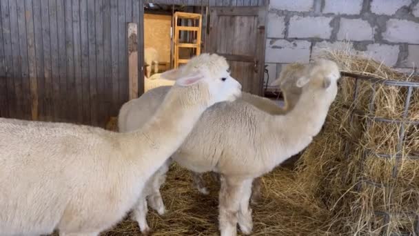 两只好奇的羊驼 站在一个乡村谷仓里 高质量的4K镜头 — 图库视频影像