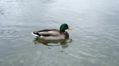 Canlı yeşil ve kahverengi tüylü bir yaban ördeği sakin bir göl boyunca zarif bir şekilde kürek çeker..