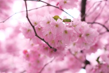 Güneşli bir günde bir sakura ağacının dalına yakın çekim. 