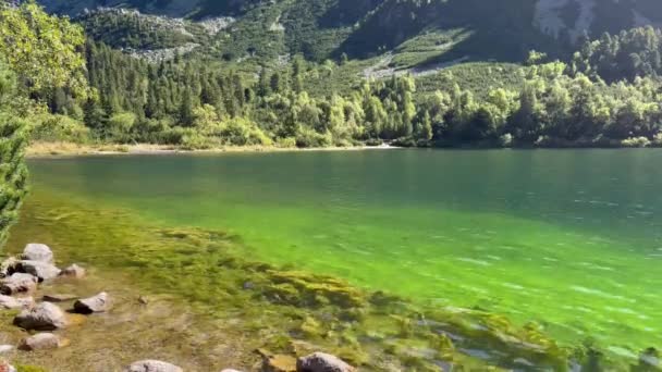 Paisaje Forestal Tranquilo Lago Cristalino Rodeado Árboles Imponentes Exuberante Bosque — Vídeos de Stock